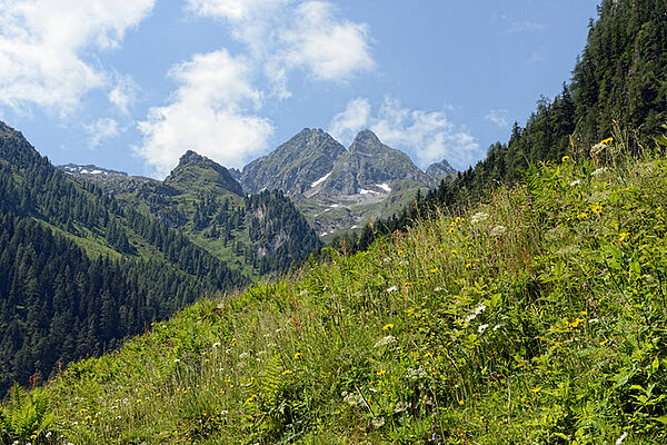 Wald im Pinzgau