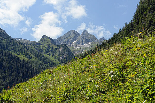 [Translate to 01_EN:] Wald im Pinzgau