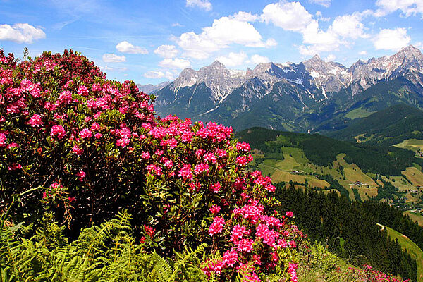 Sommer in Mühlbach am Hochkönig / Maria Alm