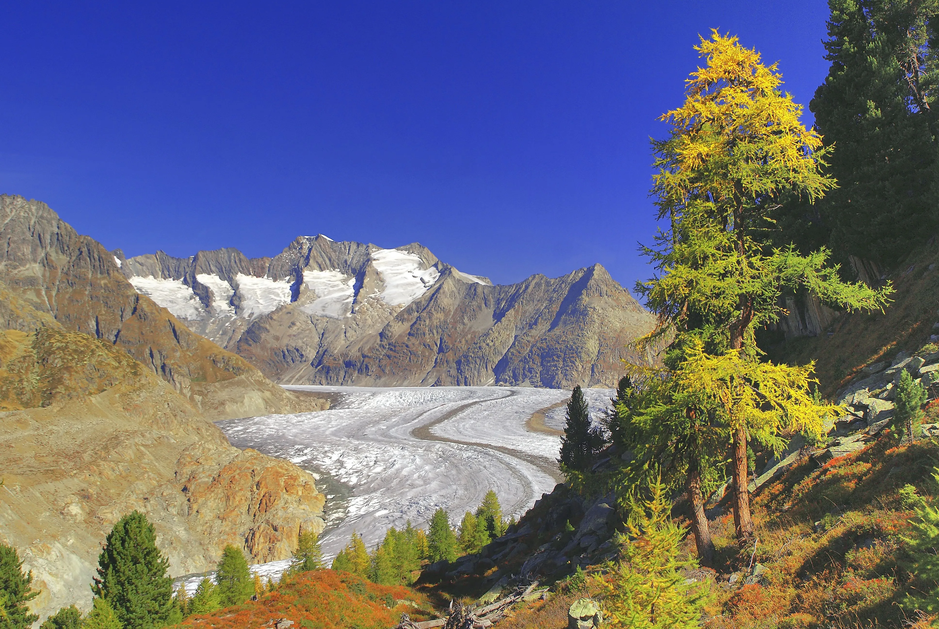 Herbstliches Panorama mit Blick auf den Aletschgletscher in der Aletsch Arena bei Riederalp, umgeben von farbenfrohen Bäumen und mächtigen Gipfeln.
