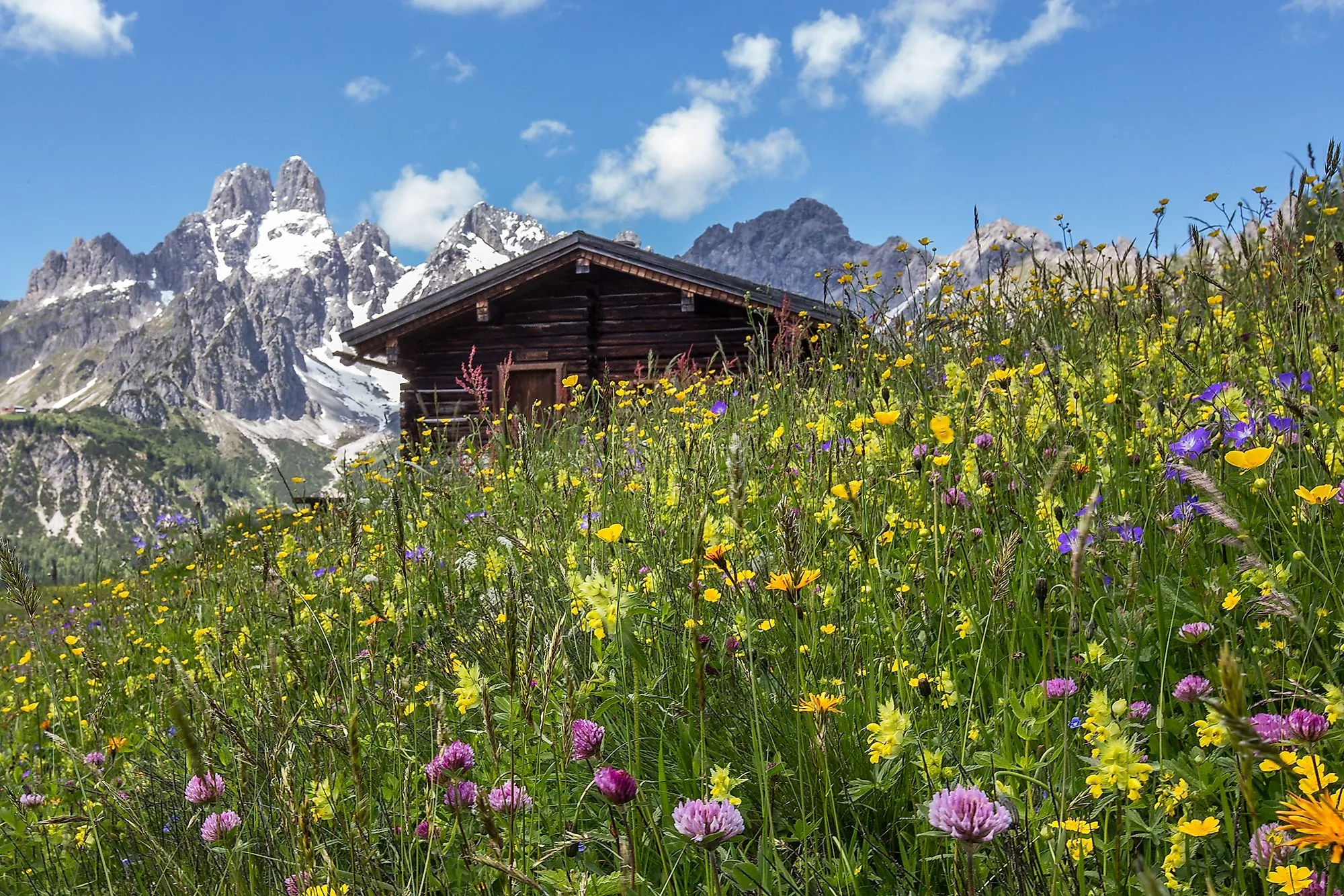 Prato alpino con fiori colorati e una capanna di legno in primo piano, con le cime innevate del massiccio del Dachstein che si ergono alle spalle.