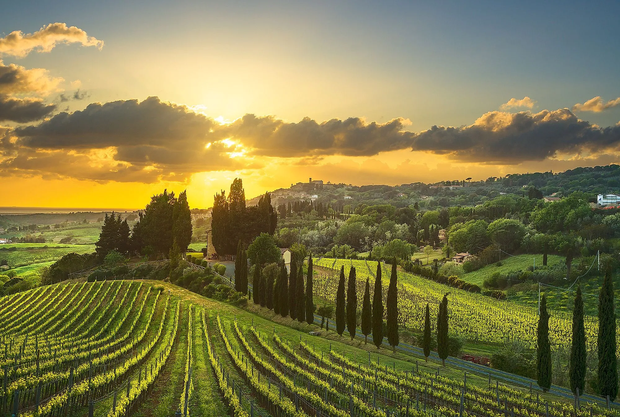 Vineyards in the Maremma region of Tuscany at sunset with cypresses and rolling hills.