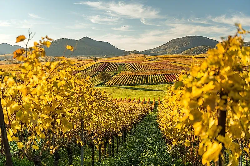Herbstliche Weinberge mit goldenen Reben und sanften Hügeln in einer sonnigen Weinlandschaft