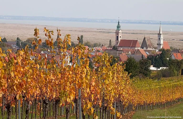 Bunte Weinreben im Herbst mit Blick auf die Dächer und Kirchtürme von Rust am Neusiedler See.