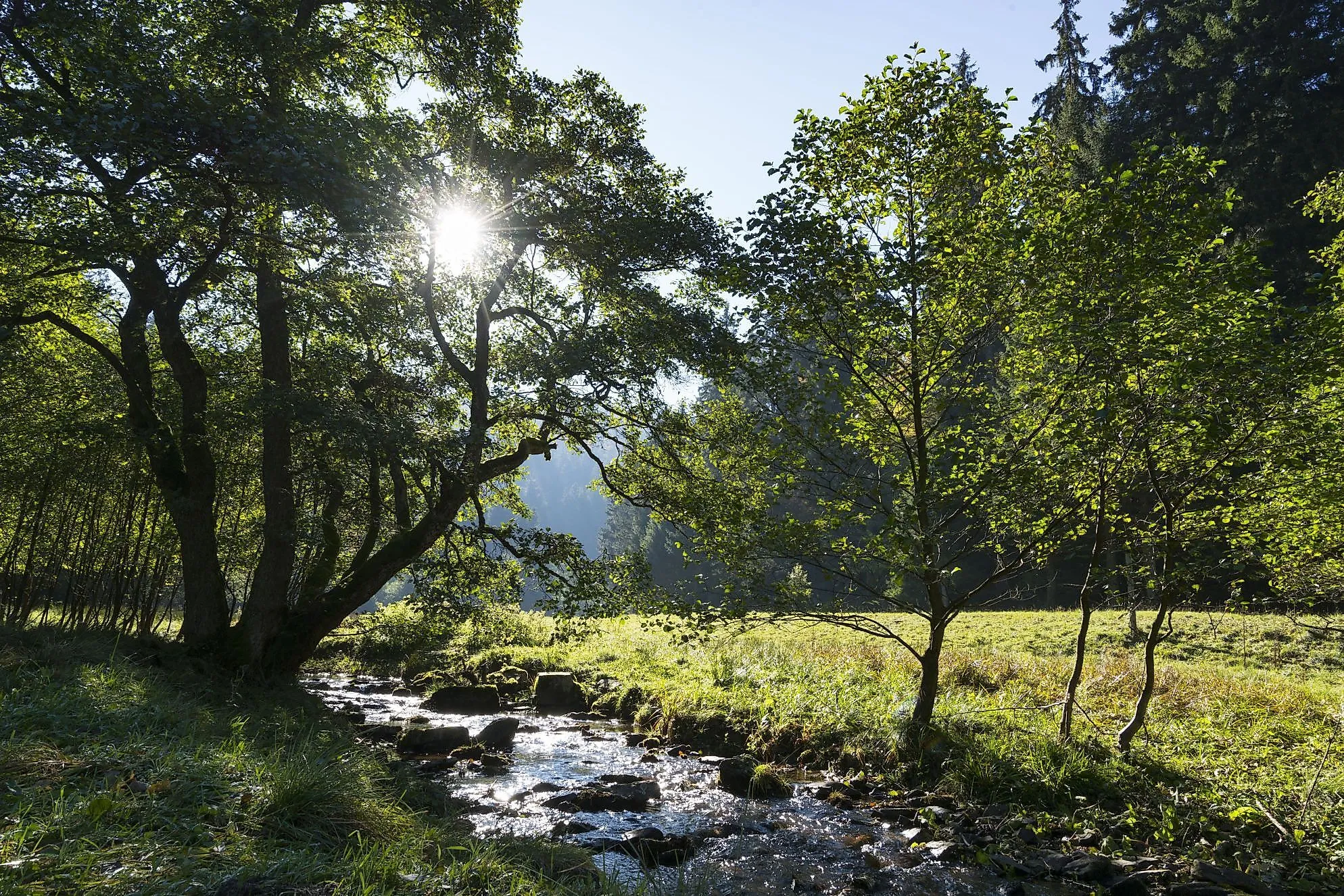 Sunlight falls through the trees onto the babbling Itterbach stream near Stryck in Willingen - pure idyll in the Sauerland.