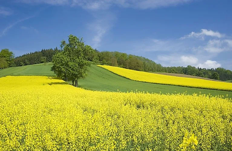 Bloeiende koolzaadvelden en glooiende heuvels in Burgenland op een zonnige lentedag