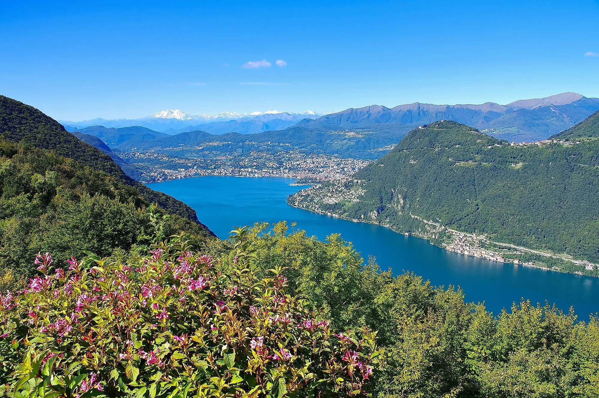 Vista panoramica del Lago di Lugano con i fiori in primo piano e le Alpi sullo sfondo