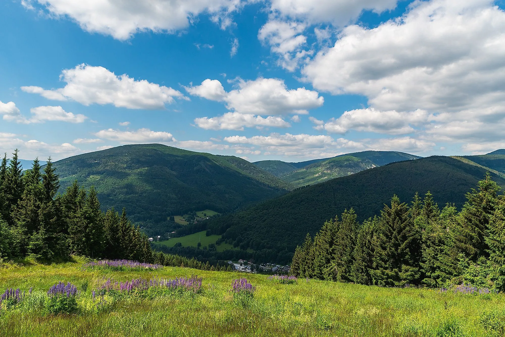 Letní horská krajina v Altvatergebirge s loukami, květinami a výhledem do údolí.