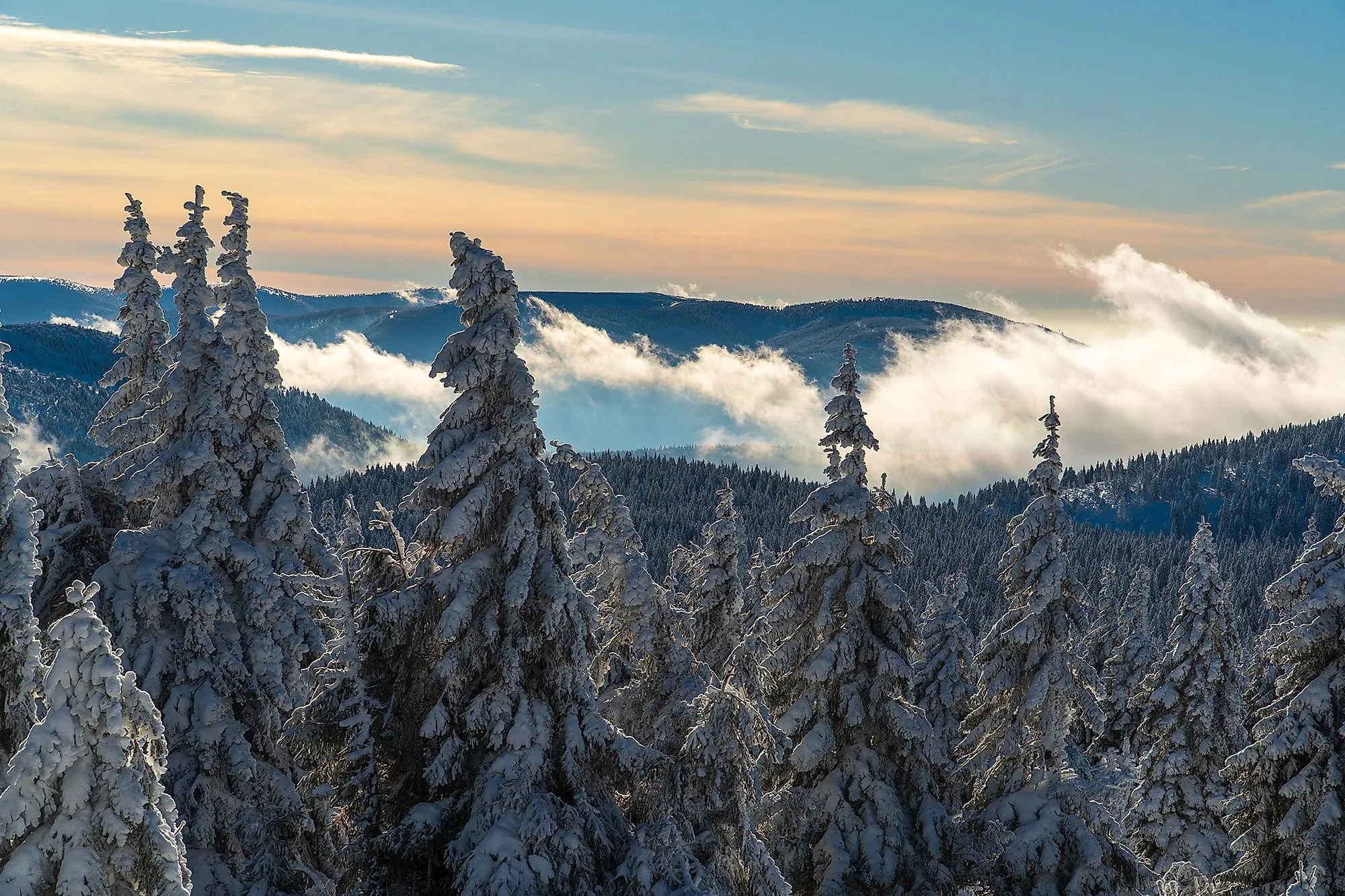 Verschneite Tannen und Nebel zwischen den Gipfeln im Altvatergebirge bei Sonnenuntergang.