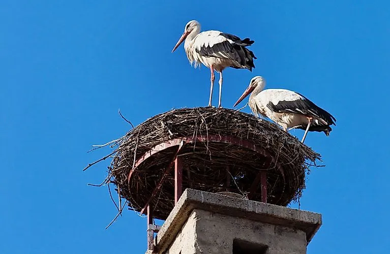 Twee witte ooievaars in een nest op een schoorsteen voor een blauwe lucht in Burgenland