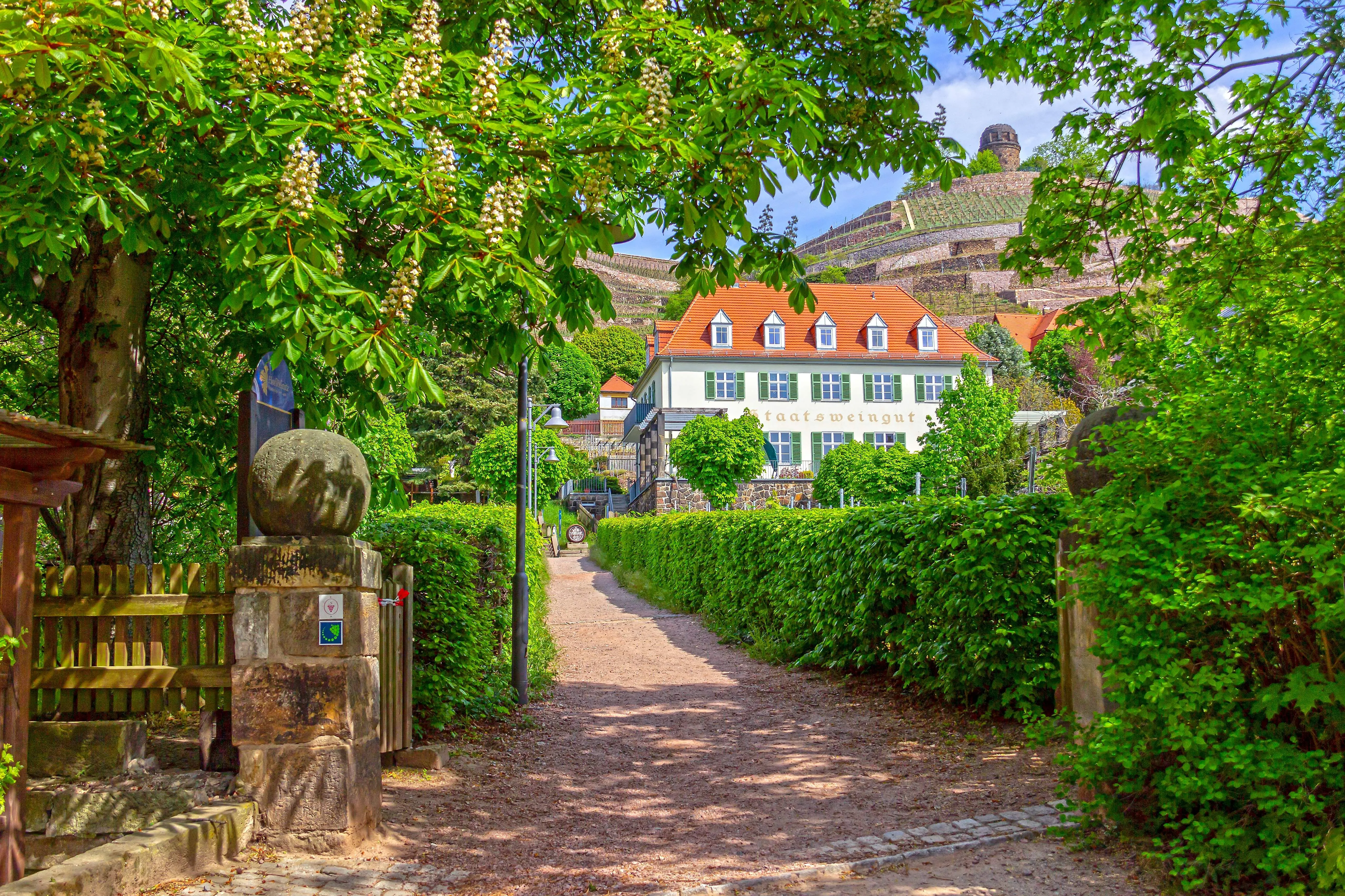 Cesta k štátnemu vinárstvu Schloss Wackerbarth uprostred rozkvitnutej prírody v Radebeule