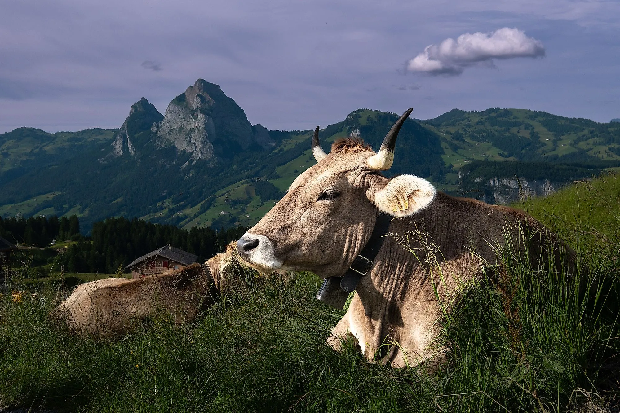Kuh mit Glocke liegt auf einer Almwiese bei Stoos vor den Schwyzer Bergen