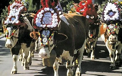 Festively decorated cows at the traditional cattle drive in Reith im Alpbachtal, Tyrol.