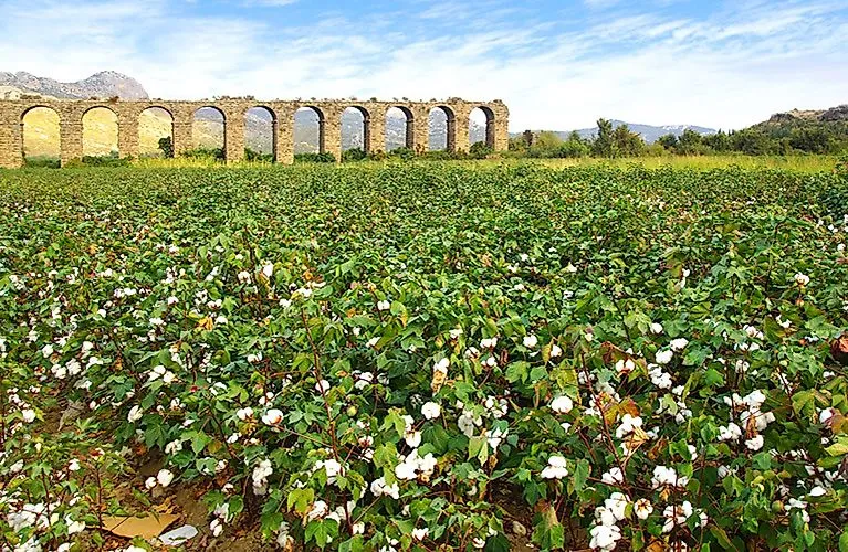Baumwollfeld vor römischem Aquädukt bei Aspendos