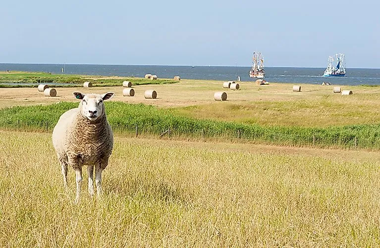 Sheep on a summer meadow with hay bales, ships on the North Sea in the background