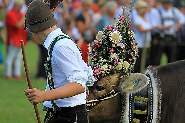 Geschmücktes Rind mit traditionellem Kopfschmuck beim Almabtrieb in Oberstaufen, begleitet von einem Burschen in Tracht.
