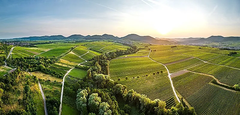Weinberge mit Rebreihen und Wegen in der Pfalz bei Sonnenuntergang vor sanften Hügeln