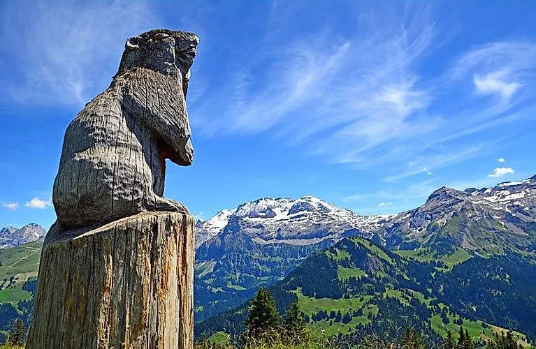 Svišť před letní horskou kulisou u Lenk v Simentálu ve Švýcarsku