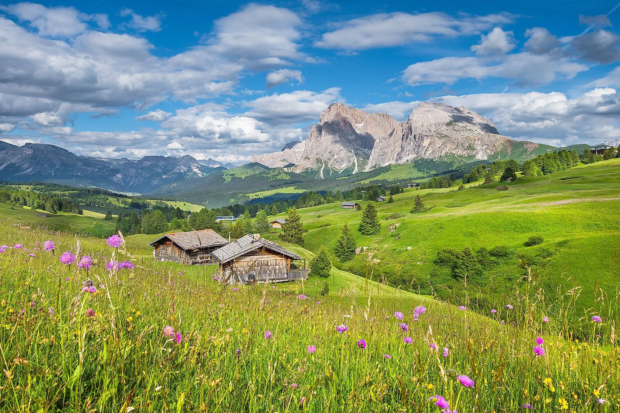 Bloeiende alpenweiden met houten hutten op de Seiser Alm in Zuid-Tirol, met de Dolomieten op de achtergrond