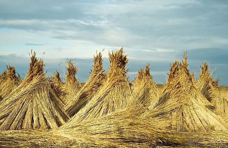 Strobalen in een veld in Burgenland onder een bewolkte hemel - traditionele oogst