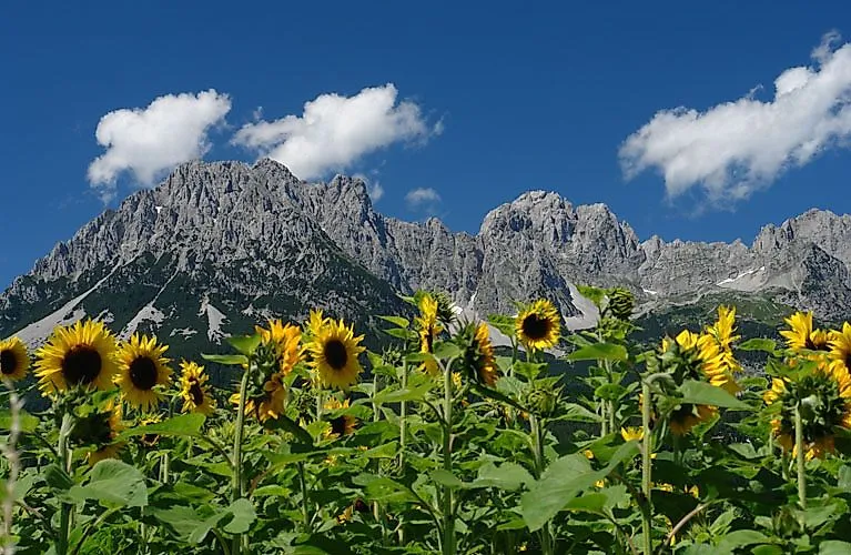 Campo di girasoli di fronte alle imponenti montagne del Wilder Kaiser in una limpida giornata estiva.