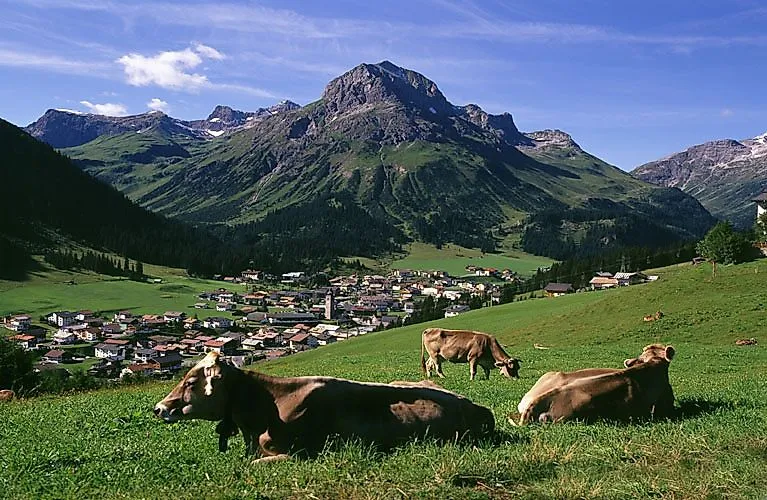 Mucche su un verde prato alpino davanti a Lech con un impressionante panorama montano