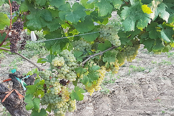 Weinbau (c) Tourismusverband Freistadt Rust