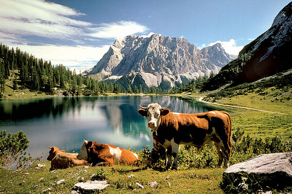 Sommer in Ehrwald, Ehrwalder Alm