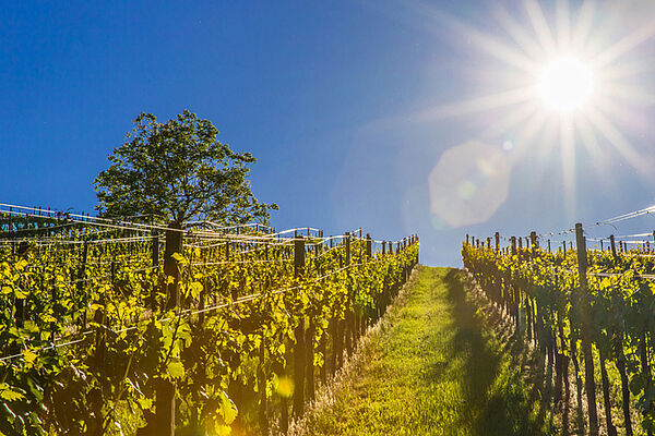 Weinberge in der Steiermark, Klöch