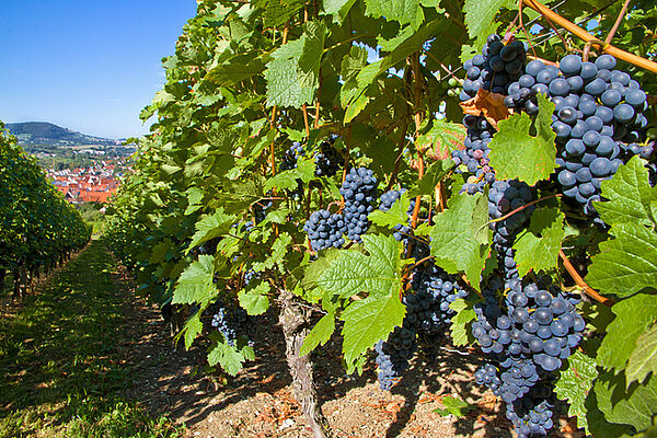 Weinberge in Beuren