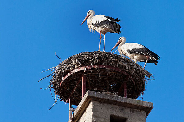 Störche im Burgenland