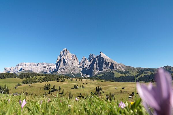 Seiser Alm - Sommer © Marketing Foto: Helmuth Rier