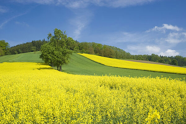 Blumenwiese im Burgenland