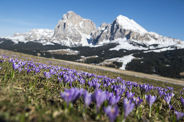 Seiser Alm - Frühling © Marketing Foto: Helmuth Rier